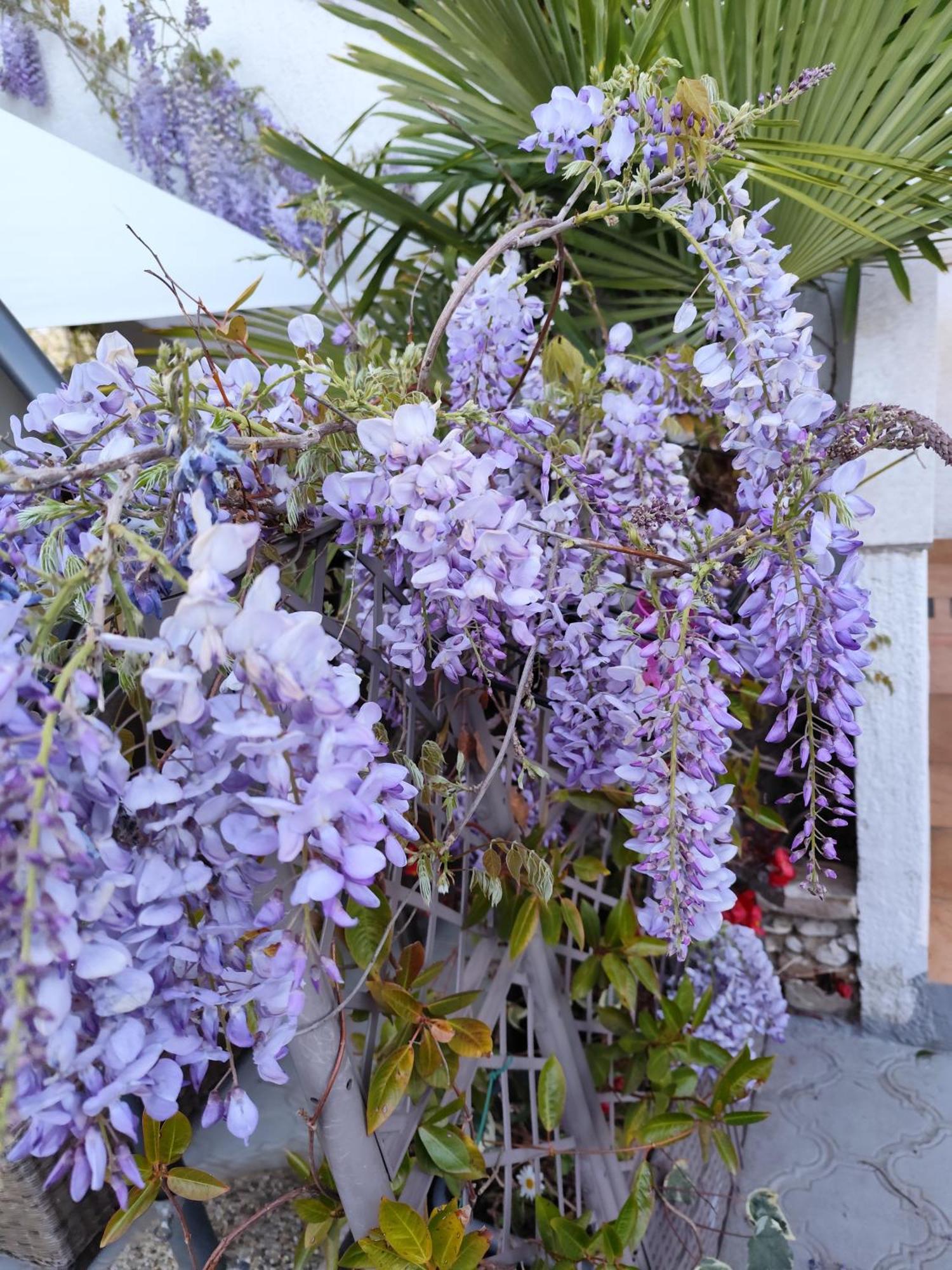 Apartments Poretti For 2,In Center Parking Free In The Yard,6 Min Beach Walk Rovinj Exterior photo